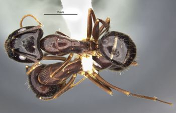 Media type: image;   Entomology 36103 Aspect: habitus dorsal view